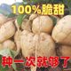 Cold potato and sweet potato seeds, Muma mountain sweet potato, early-maturing and high-yielding fruit, sweet potato and sweet potato, sweet potato and jicama vegetable seeds.