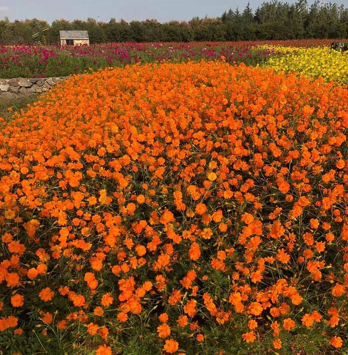 矮杆硫华菊花籽黄秋英种子耐热耐旱景区花海适合春天乡村小区道路 - 图3