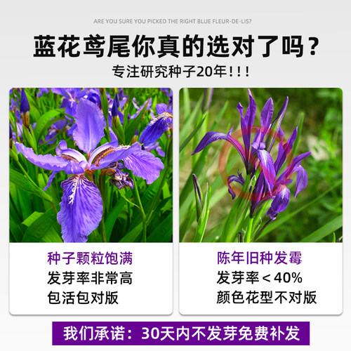蓝花鸢尾种子耐阴耐寒花籽四季播种易活蓝色宿根花卉庭院盆栽常青 - 图1