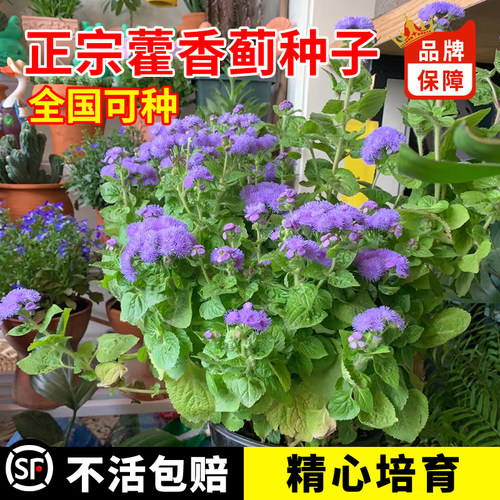 室内外果园驱蚊除虫花卉藿香蓟花种子籽盆栽地被霍香庭院耐热花籽 - 图3