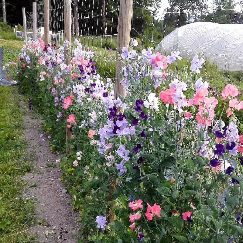 芳香花卉香豌豆花种干切花阳台盆栽室外庭院花籽春夏秋天播种开花 - 图1