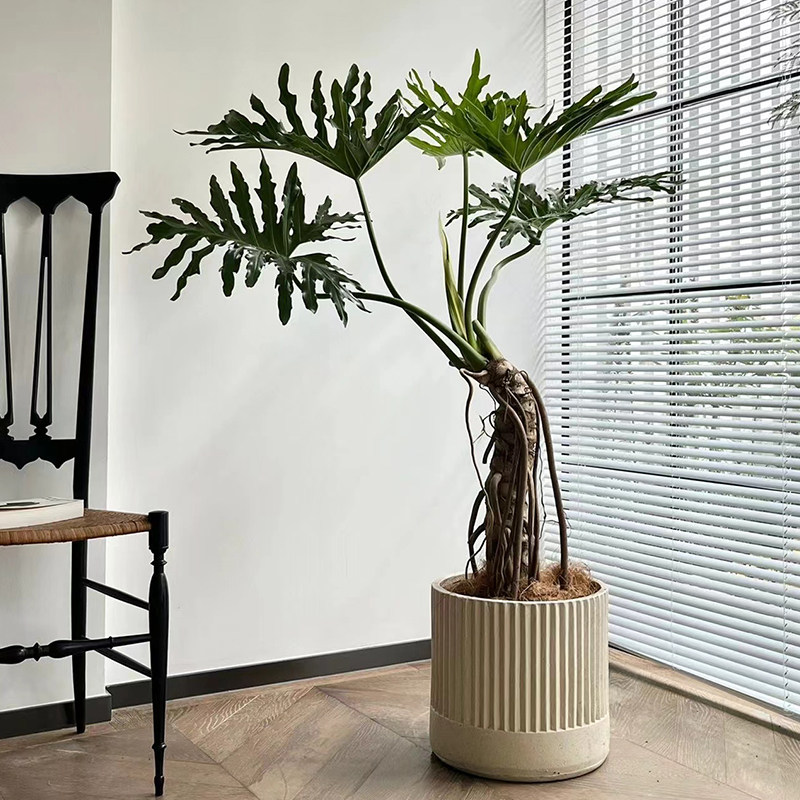 老桩龙鳞春羽盆栽大型绿植室内客厅网红造型办公室净化空气植物,淘宝优惠券,粉丝福利购,淘宝优惠卷