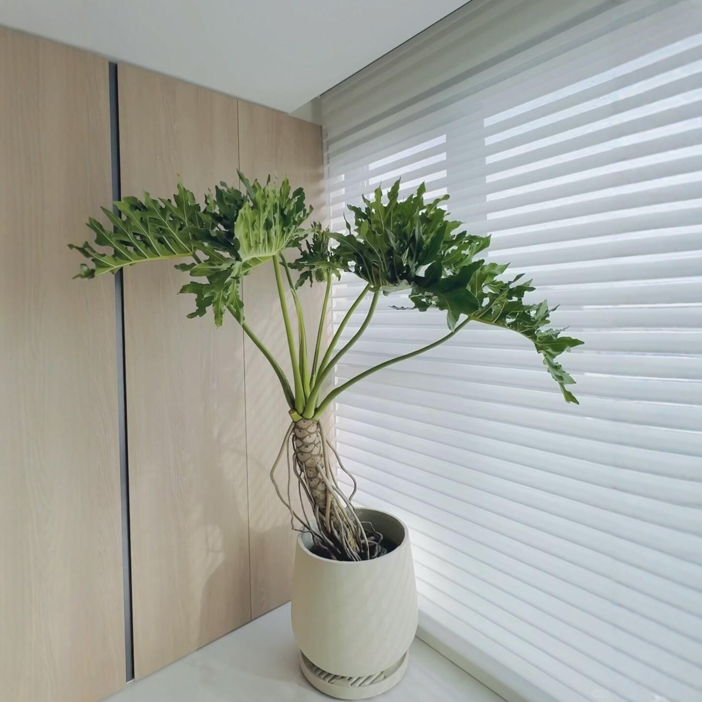 老桩龙鳞春羽盆栽大型绿植室内客厅网红造型办公室净化空气植物,淘宝优惠券,粉丝福利购,淘宝优惠卷