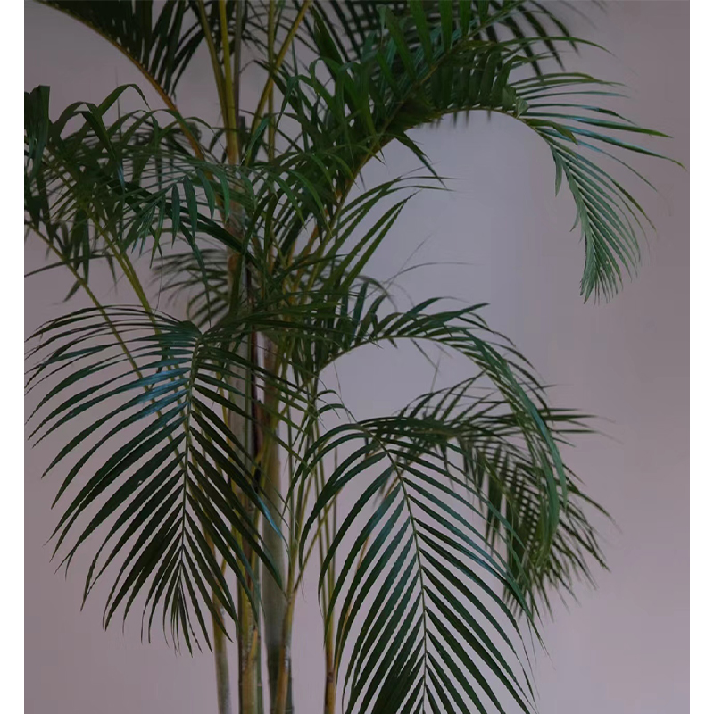 老桩散尾葵盆栽大型绿植室内客厅网红植物椰子树凤尾竹庭院工作室 - 图0