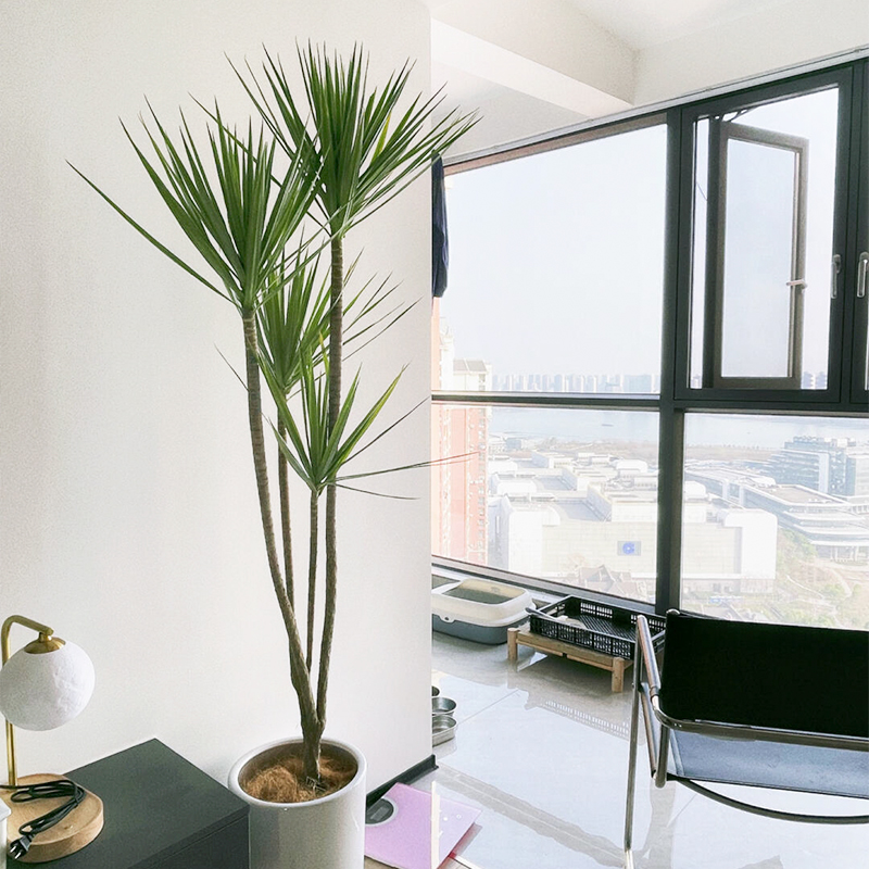 造型青叶千年木盆栽室内客厅植物高级感中古风绿植龙血树马尾铁,淘宝优惠券,粉丝福利购,淘宝优惠卷