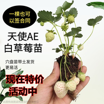 Angel AE White Strawberry Fry Pan Fry with earth Easy to live milk fragrant full evergreen Potted ground Planted Terrace Patio White