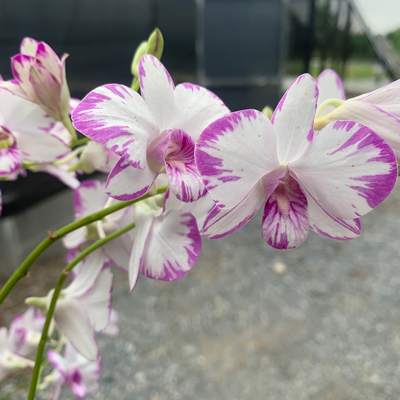 【日本泼墨】泰国秋石斛兰花大花进口洋兰珍藏绿植花卉基地 - 图0