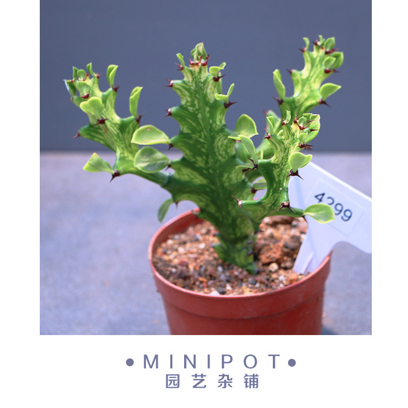 minipot园艺 巴西龙骨锦造型大戟科仙人掌科橱窗造景绿植美观布置