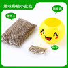 Grass Doll Mini Potted Plant Observation Growth Green Plant Creative Kindergarten Gift Student Prize Wholesale