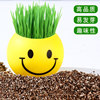 Grass Doll Mini Potted Plant Observation Growth Green Plant Creative Kindergarten Gift Student Prize Wholesale