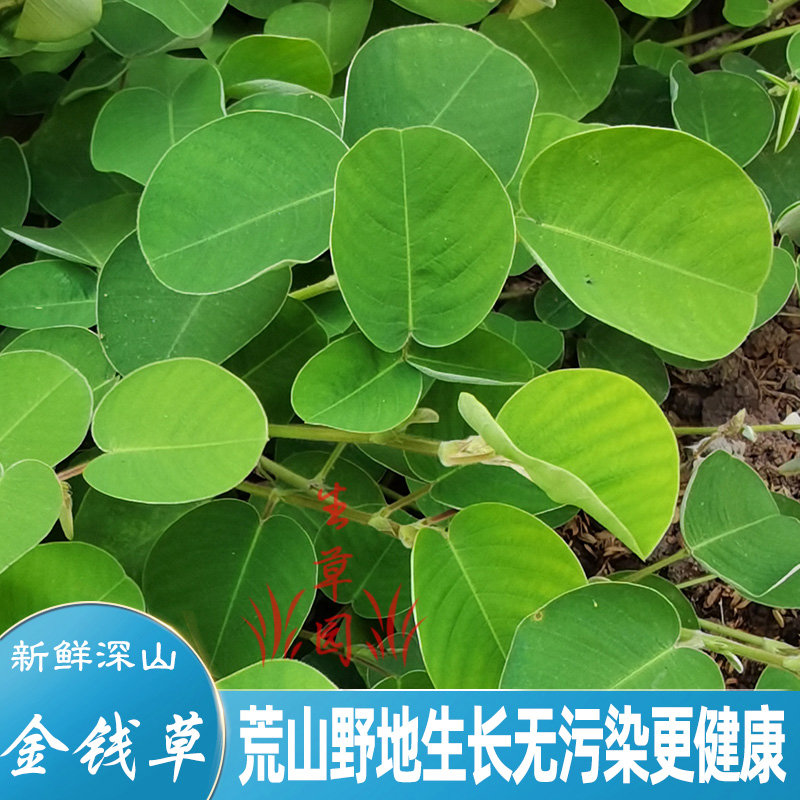 深山大叶金钱草中草药广金前草过路黄铜钱草对座草无硫凉茶中药材 - 图1