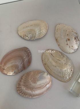 贝壳拍摄道具ins性冷淡风装饰