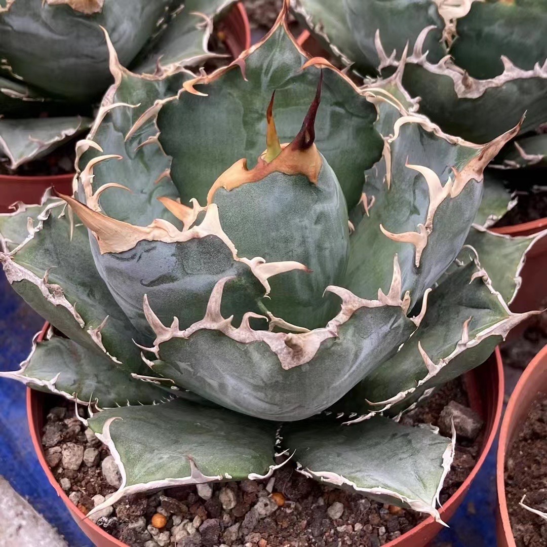 龙舌兰 正版白鲸仁王冠 多肉植物绿植 精选刺座 庭院造景 包邮 - 图3