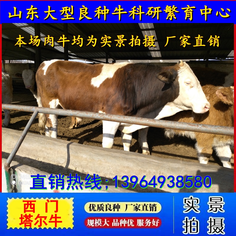 西门塔尔牛活牛犊出售小牛苗肉牛仔活体鲁西黄牛广西种牛养殖技术 - 图2