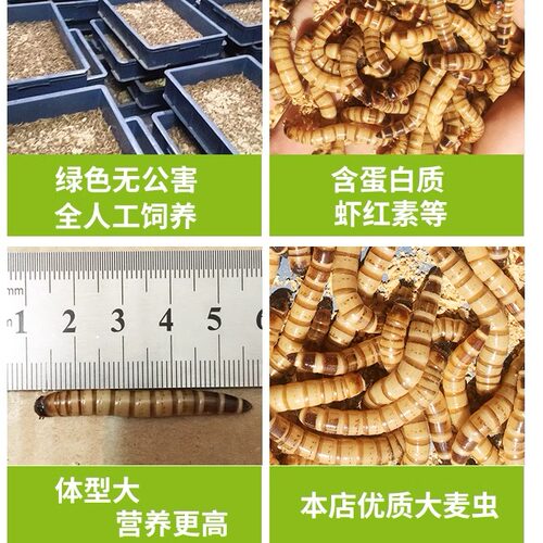 大麦虫面活虫500g鲜活面包虫黄粉虫龙鱼饲料活体八哥画眉鸟食虫子 - 图2