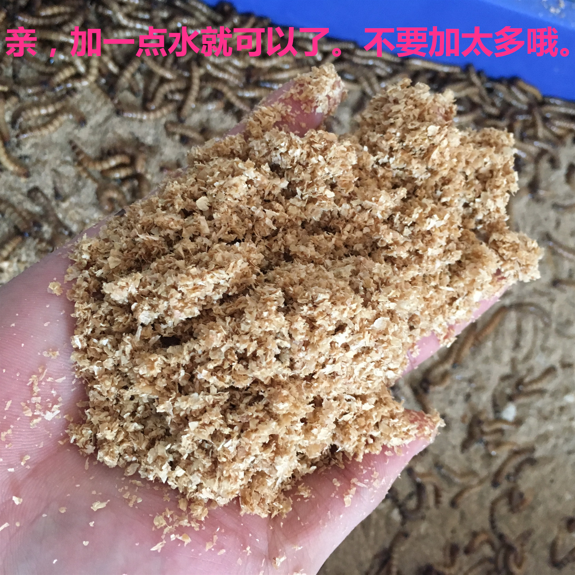 大麦虫活虫500g鲜活面包虫黄粉虫金龙鱼饲料活体八哥画眉鸟食虫子-图2