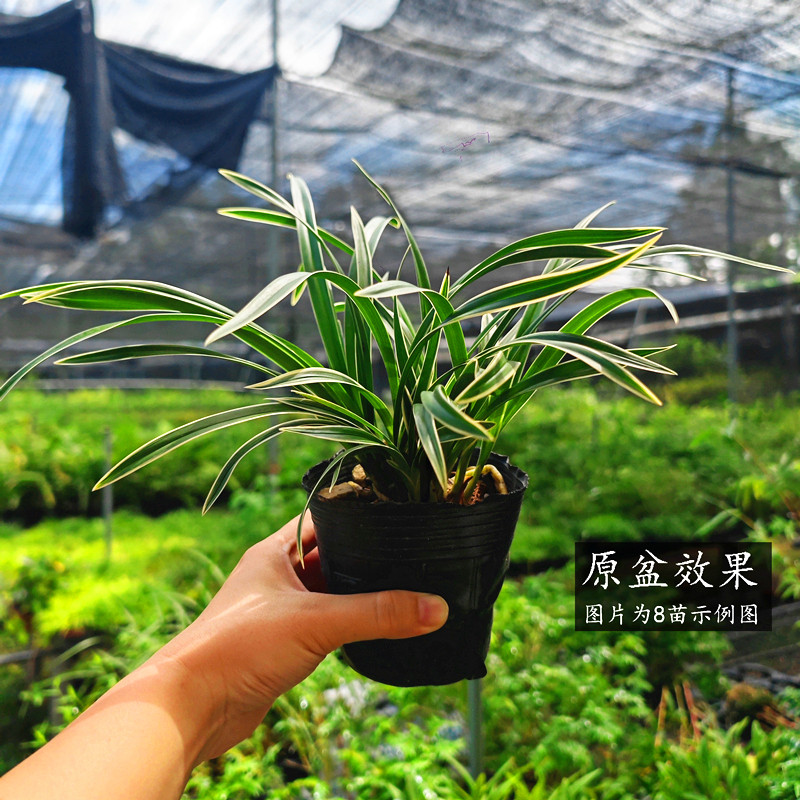 兰花苗金边矮种【玉鼎红】浓香型建兰名品室内办公桌盆栽好养易活,淘宝优惠券,粉丝福利购,淘宝优惠卷