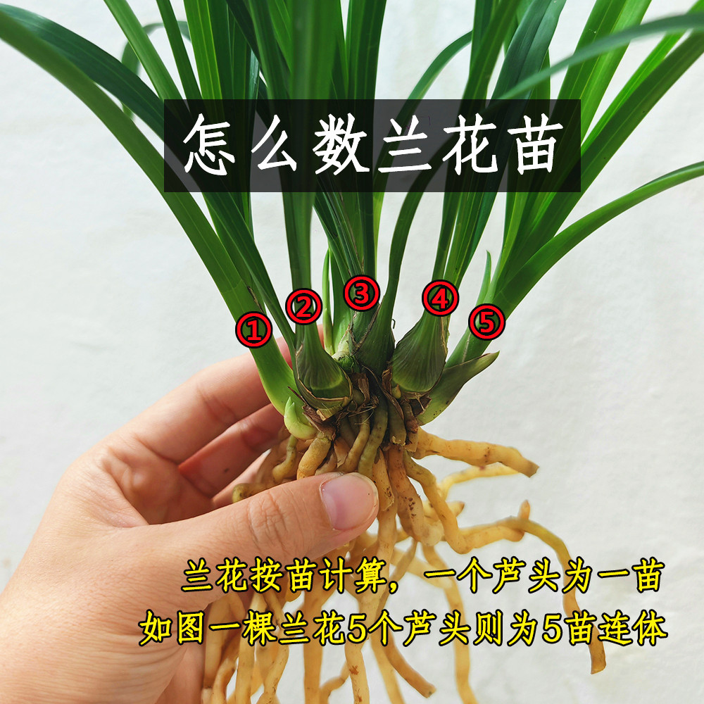 兰花苗金边矮种【玉鼎红】浓香型建兰名品室内办公桌盆栽好养易活,淘宝优惠券,粉丝福利购,淘宝优惠卷