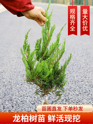 龙柏树苗 火焰松 龙松树苗小龙柏绿化道路小区绿化绿篱篱笆四季青 - 图0