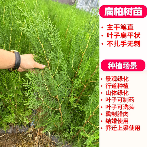 侧柏叶树苗侧柏苗扁柏枝树苗松柏塔柏树苗龙柏树柏枝树鲜活四季青 - 图0