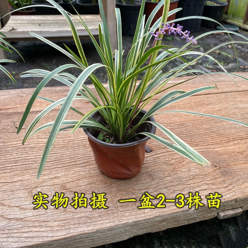 金边麦冬草玉龙草 矮生麦冬庭院花镜地被植物常绿耐寒耐热绿植 - 图1