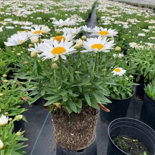 大滨菊盆栽麦当娜 西洋滨菊庭院多年生花镜植物美观野趣易成活 - 图2