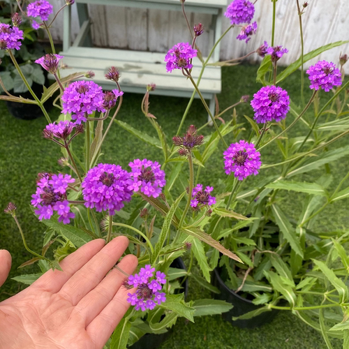 花镜植物马鞭草盆栽花苗 桑托斯室外庭院种植耐热多年生2盆包邮 - 图3