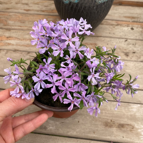 福禄考芝樱花盆栽苗庭院阳台多年生观花植物地被花卉耐寒花海种植 - 图3