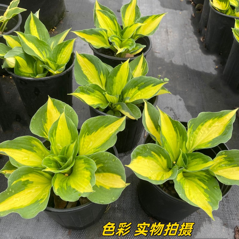 玉簪花盆栽庭院阳台花镜阴生植物多年生宿根易成活颜色丰富包邮 - 图3