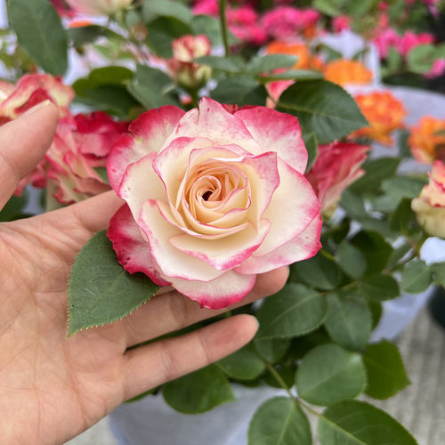 欧洲月季盆栽王妃微月阳台庭院微型玫瑰花期久美观好养包邮 - 图1