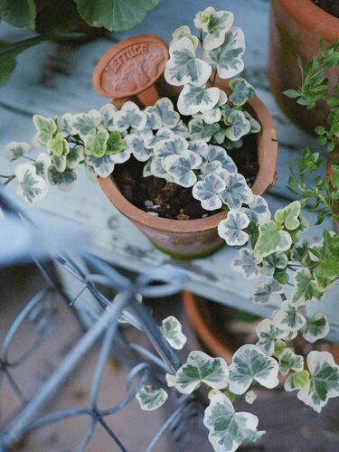 日本进口雪莹盆栽稀有品种日系常春藤室内四季常青观叶小盆栽植物 - 图0