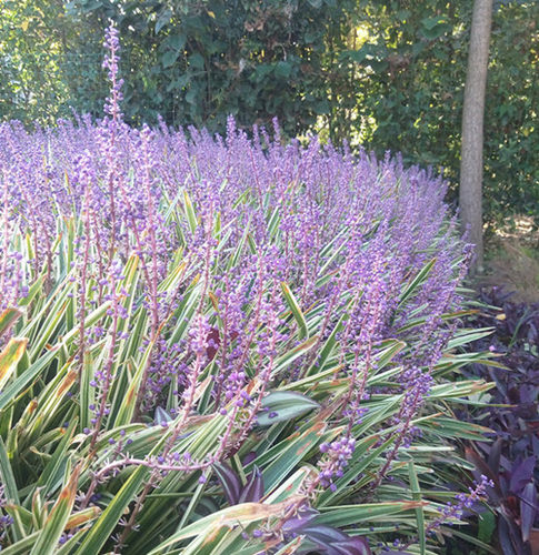 金边麦冬草玉龙草 矮生麦冬庭院花镜地被植物常绿耐寒耐热绿植 - 图3