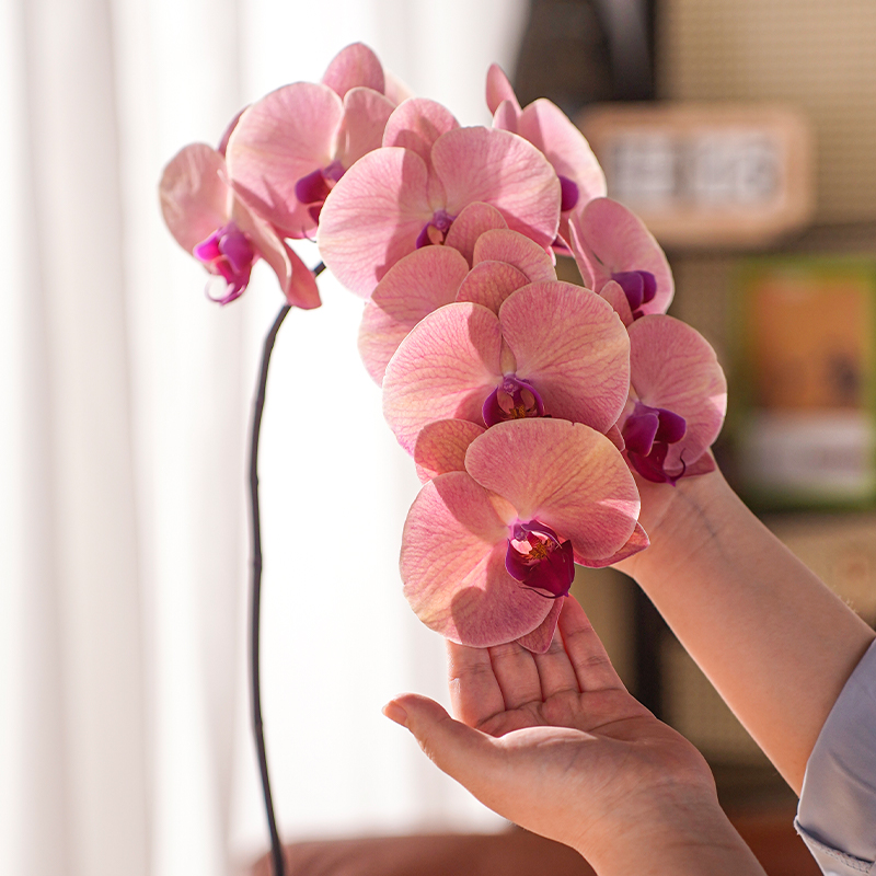 精品超大花蝴蝶兰盆栽带盆带花苞好养室内花卉中秋年宵花家居装饰 - 图2