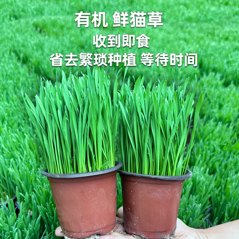 长好的猫草盆栽种好的猫咪草已种好发芽去毛球猫零食罐头猫薄荷,淘宝优惠券,粉丝福利购,淘宝优惠卷