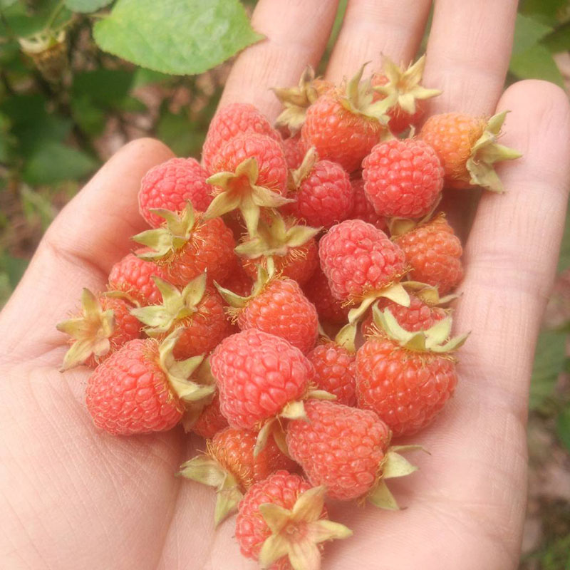 野生树莓覆盆子树苗树莓苗茅莓红树蛇莓苗南方北方盆栽地栽果树苗 - 图0