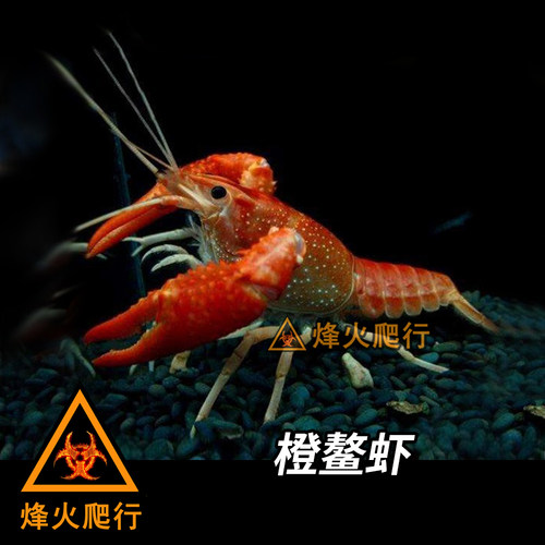 【宠物鳌虾合集】佛蓝白橘螯虾苗人工天空蓝魔观赏活体淡水小龙虾 - 图3