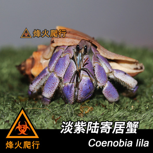 【淡紫寄居蟹】紫蓝色陆寄居蟹 Lila稀有活泼宠物蟹 里拉蟹 - 图0