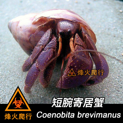 【短腕寄居蟹】紫色陆寄居蟹 耐干旱霸气大钳子 新手入门级宠物蟹 - 图3