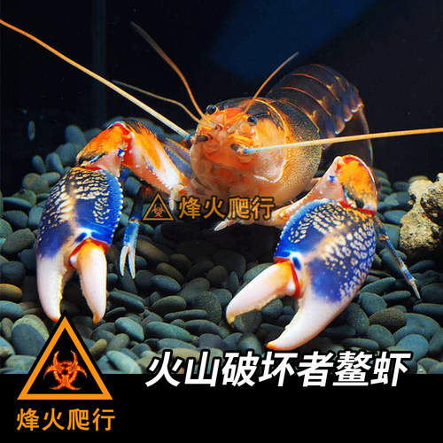 【宠物鳌虾合集】佛蓝白橘螯虾苗人工天空蓝魔观赏活体淡水小龙虾 - 图0