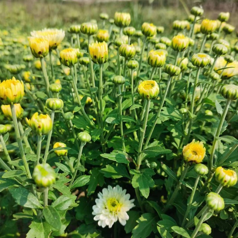 菊花茶散装正宗焦作怀菊花中药材去火清热下火养生茶泡水干菊花 - 图0