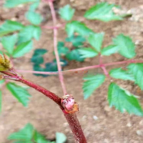 落络新妇马尾参庭院阳台地盆栽时令草本花卉绿植耐寒南北方活苗