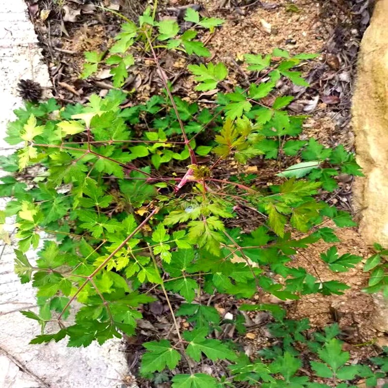 满50包邮前胡白花前胡鸡脚官山独地盆栽易活观赏耐寒半阴绿植_虎窝淘