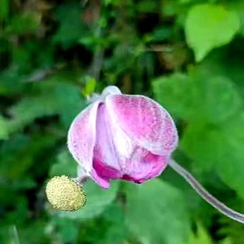 银莲花野棉花秋牡丹时令草本花卉宿根银莲庭院落叶绿植阳台耐寒