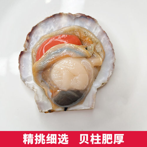大号夏威夷扇贝鲜活虾夷贝新鲜大扇贝带壳整只海捕蒜蓉粉丝烧烤 - 图0