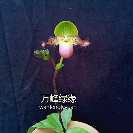 绿缘兰花实生苗苍叶/红报春兜兰 glaucophyllum续花兜 - 图2