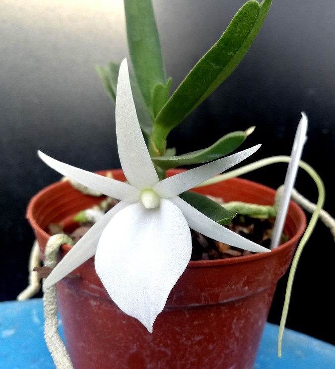 绿缘兰花[迪迪里风兰]Angraecum didieri带香味白色兰花迷你盆栽 - 图0