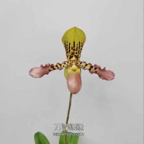 绿缘兜兰苍叶x虎斑P.glaucophyllumXtigrinum桌面型盆栽 - 图3