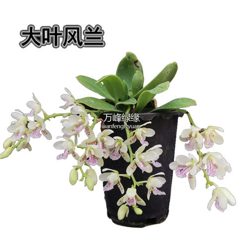 绿缘兰花韩国进口（礼丸）大叶风兰萼脊兰蝴蝶兰浓香室小型绿植 - 图3