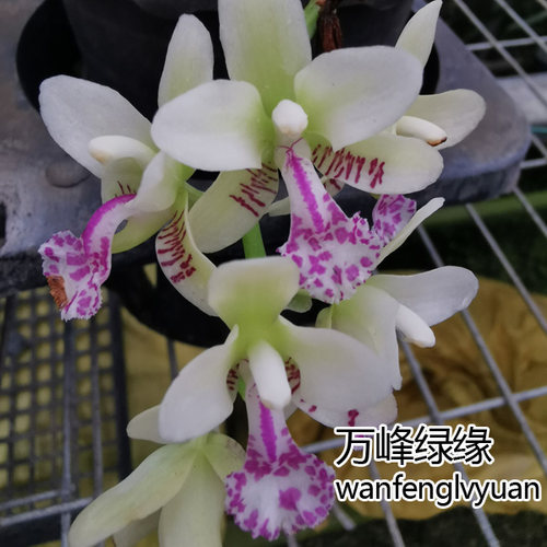 绿缘兰花韩国进口（礼丸）大叶风兰萼脊兰蝴蝶兰浓香室小型绿植 - 图1