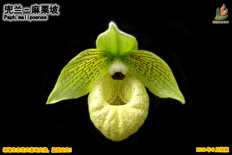 绿缘兰花 实生苗原生种-麻栗坡兜兰（Paph.malipoense） - 图1